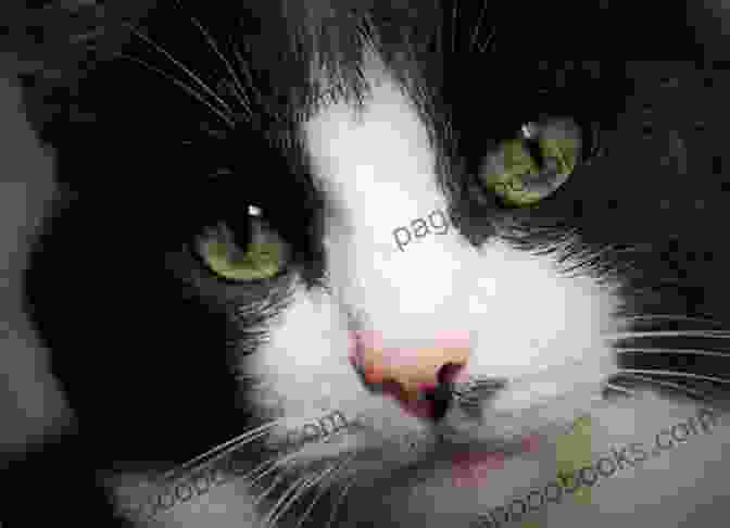 A Beautiful Black And White Cat With Big Green Eyes Mona Lisa The Cat: Makes A Difference