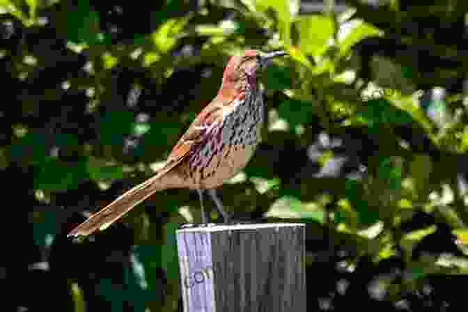 A Brown Thrasher Perched On A Fence Post Birds Of Louisiana And Mississippi: Birds Of Louisiana Mississippi That Might Pay You A Visit: Birds Of Louisiana Mississippi Field Guide