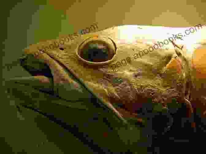 A Close Up Of A Coelacanth's Head COELACANTH DISCOVERY OF A DINOSAUR