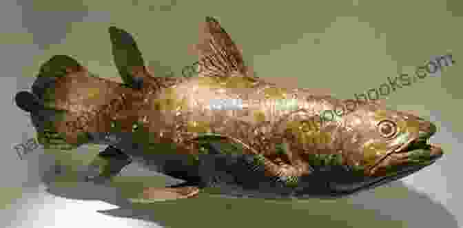 A Coelacanth's Fins COELACANTH DISCOVERY OF A DINOSAUR