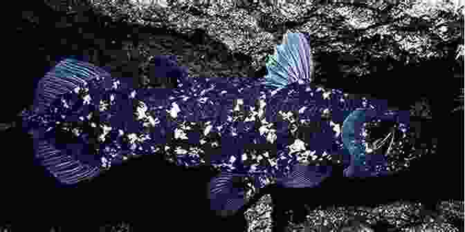 A Coelacanth Swimming In The Ocean COELACANTH DISCOVERY OF A DINOSAUR