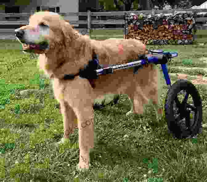 A Dog In A Wheelchair Rescue Dogs: Portraits And Stories