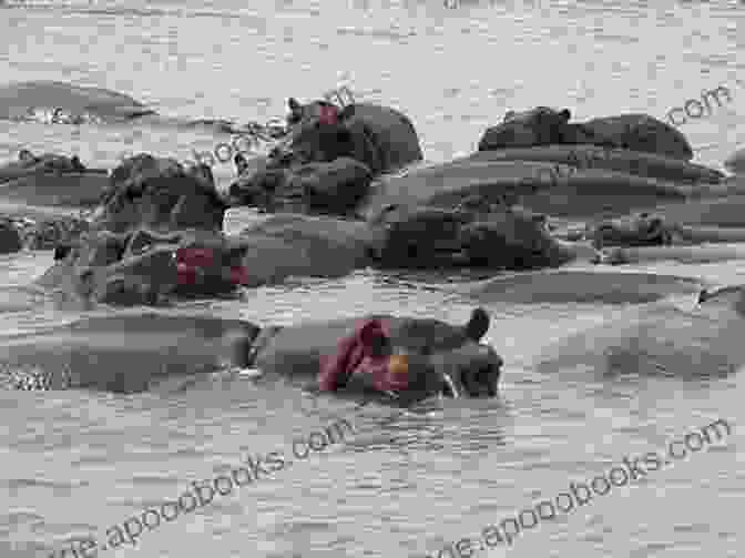 A Group Of Hippos Cooling Off In A Lagoon In ISimangaliso Wetland Park Of Hominins Hunter Gatherers And Heroes: 20 Amazing Places In South Africa