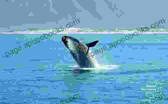 A Group Of Southern Right Whales Breaching Off The Coast Of Hermanus Of Hominins Hunter Gatherers And Heroes: 20 Amazing Places In South Africa