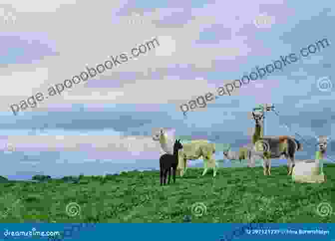 A Herd Of Alpacas Grazing In A Lush Green Pasture Alpaca Keeping Raising Alpacas Step By Step Guide Farming Care Diet Health And Breeding