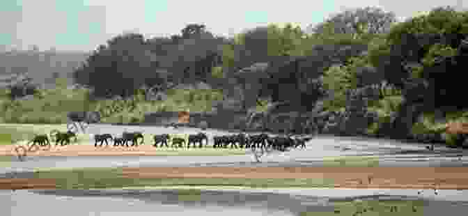 A Herd Of Elephants Crossing A River In Kruger National Park Of Hominins Hunter Gatherers And Heroes: 20 Amazing Places In South Africa