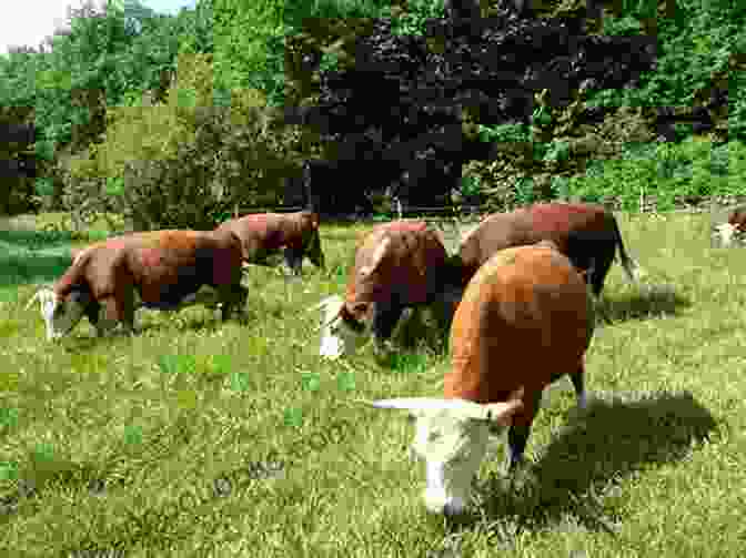 A Herd Of Miniature Herefords Grazing In A Pasture MINIATURE HEREFORDS: A BEGINNER S GUIDE