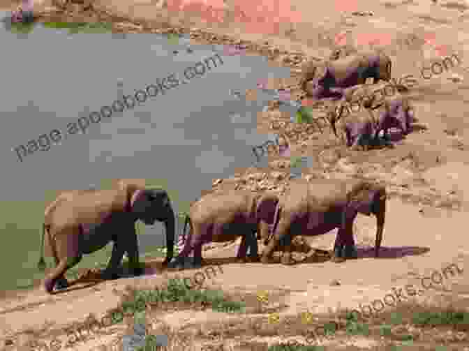 A Large Group Of Elephants Gathered Around A Waterhole In Addo Elephant National Park Of Hominins Hunter Gatherers And Heroes: 20 Amazing Places In South Africa