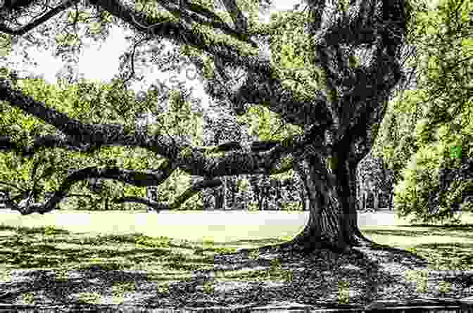 A Majestic Oak Tree Stands Tall, Its Branches Reaching Towards The Sky The Seven Woods Of Coole