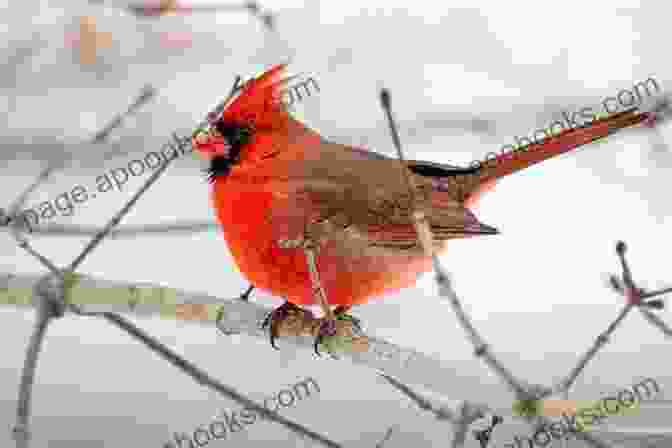 A Male Northern Cardinal Perched On A Branch Birds Of Louisiana And Mississippi: Birds Of Louisiana Mississippi That Might Pay You A Visit: Birds Of Louisiana Mississippi Field Guide