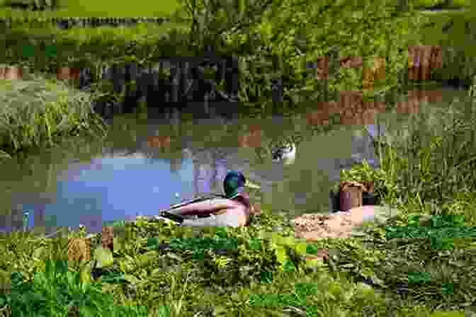 A Mallard Duck In A Pond Birds Of Louisiana And Mississippi: Birds Of Louisiana Mississippi That Might Pay You A Visit: Birds Of Louisiana Mississippi Field Guide