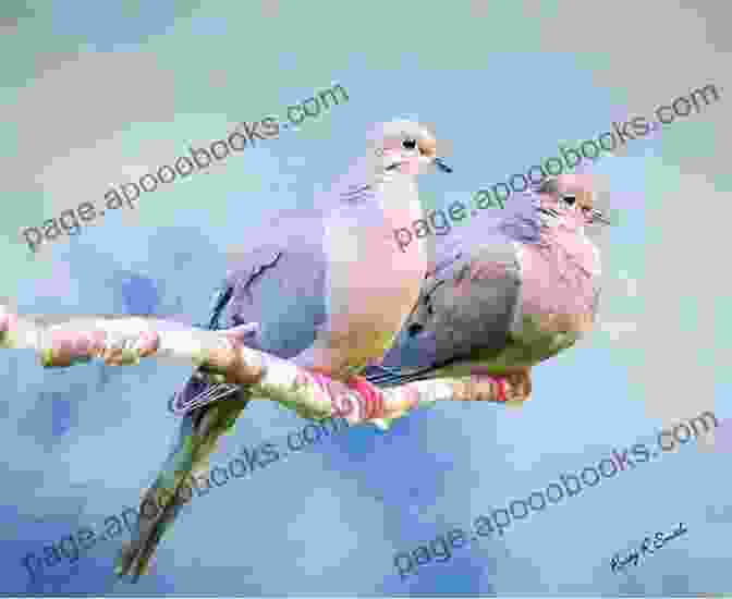 A Mourning Dove Perched On A Branch Birds Of Louisiana And Mississippi: Birds Of Louisiana Mississippi That Might Pay You A Visit: Birds Of Louisiana Mississippi Field Guide