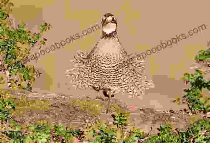 A Northern Bobwhite In A Field Birds Of Louisiana And Mississippi: Birds Of Louisiana Mississippi That Might Pay You A Visit: Birds Of Louisiana Mississippi Field Guide