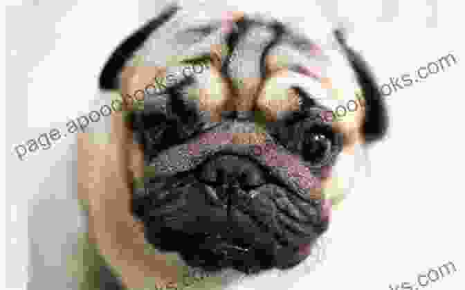 A Portrait Of Pompon The Pug, A Small, Wrinkly Dog With A Determined Expression The Pug Who Bit Napoleon: Animal Tales Of The 18th 19th Centuries