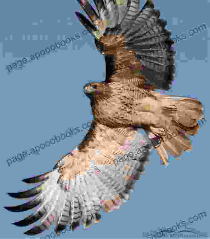 A Red Tailed Hawk In Flight Birds Of Louisiana And Mississippi: Birds Of Louisiana Mississippi That Might Pay You A Visit: Birds Of Louisiana Mississippi Field Guide