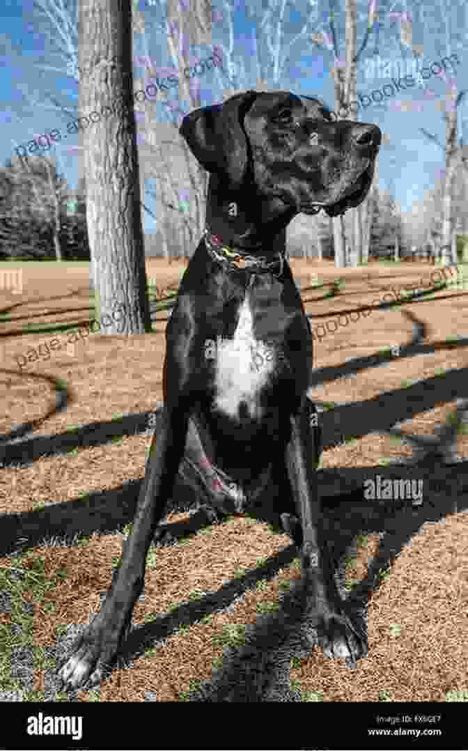 A Senior Dog With A Gray Muzzle Rescue Dogs: Portraits And Stories