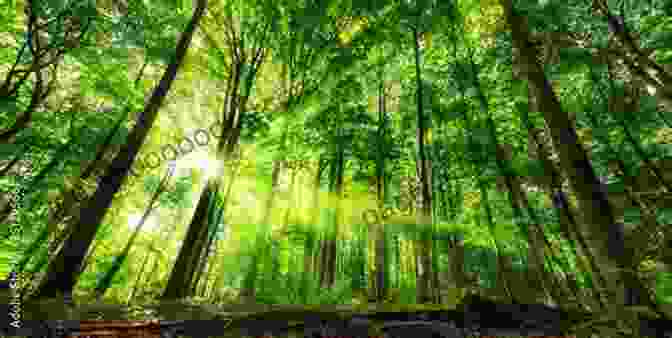 A Serene Woodland Scene With Lush Greenery And Dappled Sunlight Filtering Through The Trees The Seven Woods Of Coole