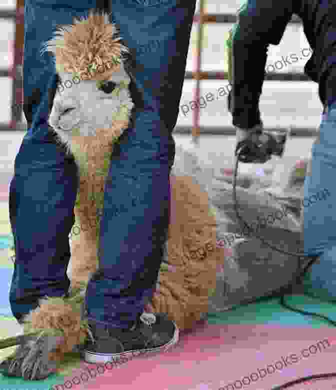 A Shearer Carefully Shearing The Fleece Of An Alpaca Alpaca Keeping Raising Alpacas Step By Step Guide Farming Care Diet Health And Breeding