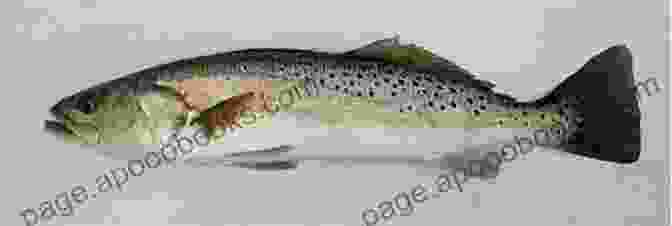 A Spotted Seatrout In The Gulf Of Mexico Birds Of Louisiana And Mississippi: Birds Of Louisiana Mississippi That Might Pay You A Visit: Birds Of Louisiana Mississippi Field Guide