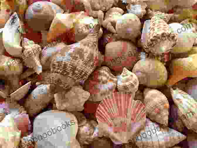 A Variety Of Colorful Seashells Of Different Shapes And Sizes. COLLECTING SEASHELLS AS A HOBBY GUIDE FOR BEGINNER S: Warm Climate Attracts Many Humans To The Beach For Water Activities