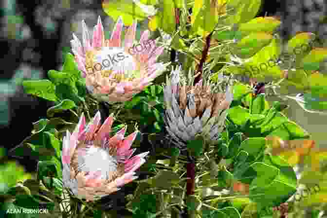 A Vibrant Display Of Proteas And Other Indigenous Plants At Kirstenbosch National Botanical Garden, Cape Town Of Hominins Hunter Gatherers And Heroes: 20 Amazing Places In South Africa