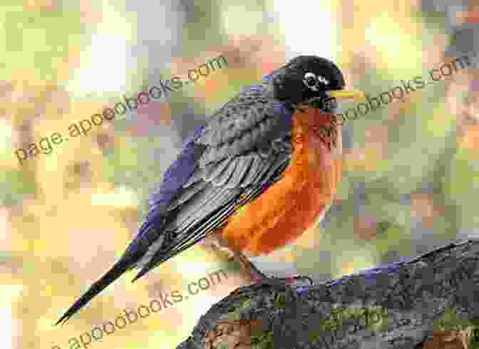 An American Robin Perched On A Branch Birds Of Louisiana And Mississippi: Birds Of Louisiana Mississippi That Might Pay You A Visit: Birds Of Louisiana Mississippi Field Guide