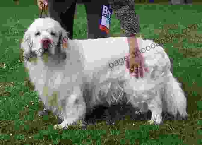 Chatsworth House, Breeding Ground For Clumber Spaniels Plott Hound Tales: Legendary People Places Behind The Breed