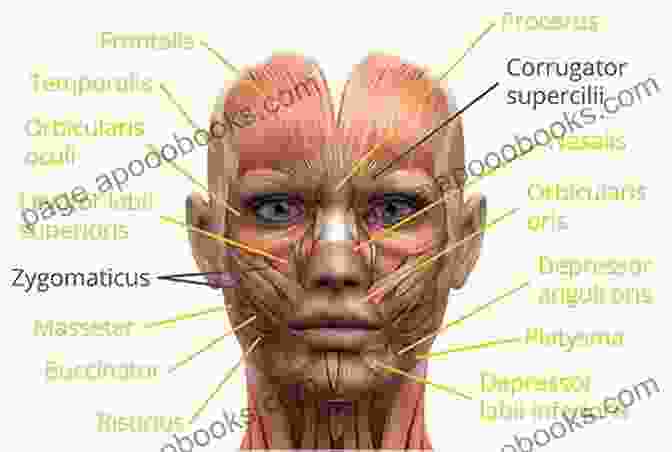 Diagram Of The Facial Muscles And Anatomy Illustrated Manual Of Injectable Fillers (Series In Cosmetic And Laser Therapy)