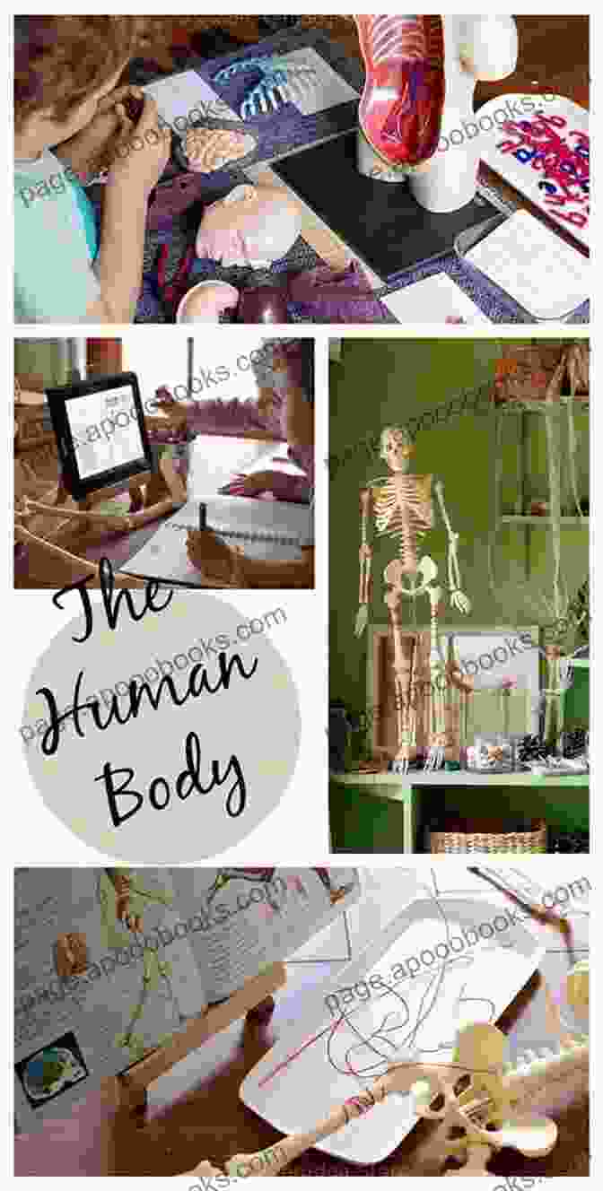 Image Of A Child Exploring A Human Body Model To The Human Body Parts Biology For Kids Junior Scholars Edition Children S Biology