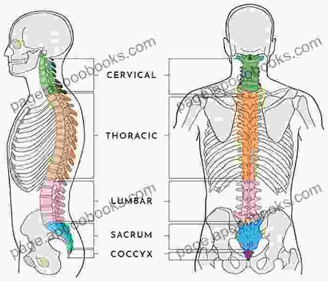 Intricate Anatomy Of The Spine Surgical Approaches To The Spine