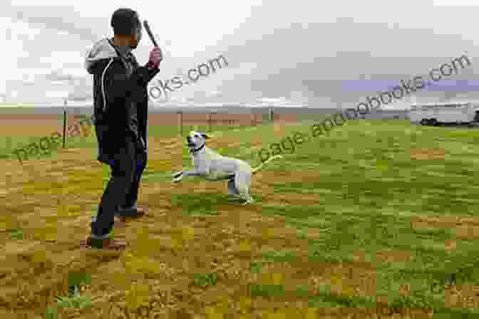 Merle And Pukka Playing Fetch In The Park Pukka: The Pup After Merle