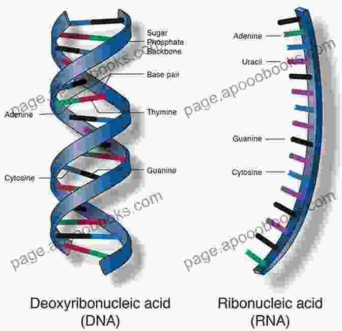 Nucleic Acid Structure And Dynamics Mathematical Approaches To Biomolecular Structure And Dynamics (The IMA Volumes In Mathematics And Its Applications (82))