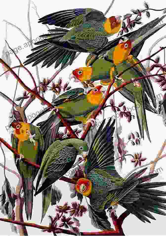 Professionally Edited Image Of Carolina Parrot By John James Audubon, Showcasing Its Distinctive Emerald Plumage And Playful Demeanor. Counted Cross Stitch Pattern: Carolina Parrot Bird By John James Audubon PROFESSIONALLY EDITED Image (Audubon Bird Series)