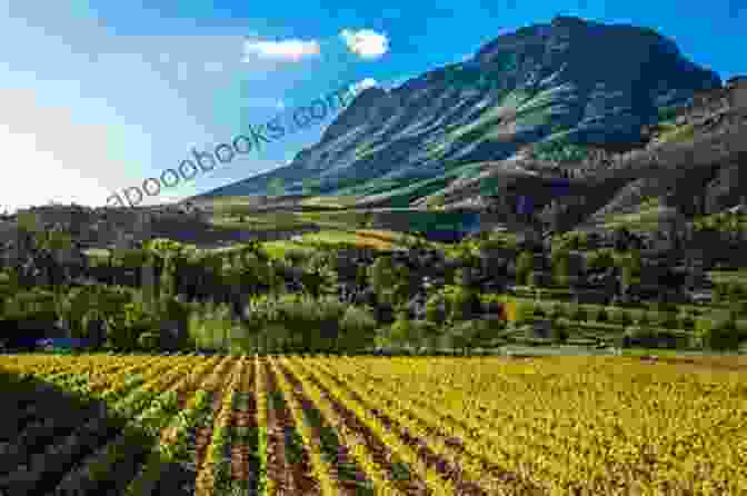 Vineyards Stretching Out Across The Rolling Hills Of The Stellenbosch Wine Region Of Hominins Hunter Gatherers And Heroes: 20 Amazing Places In South Africa