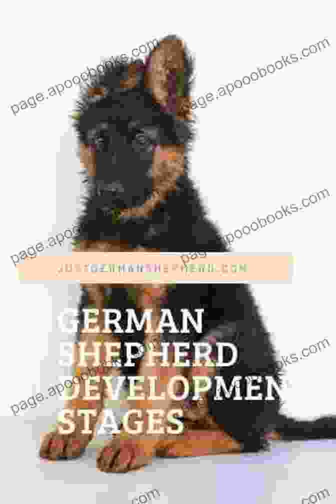 Vom Hause Habicht Kennel, Home Of German Shepherd Development Plott Hound Tales: Legendary People Places Behind The Breed