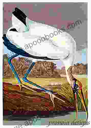 Counted Cross Stitch Pattern: Wood Ibis Bird By John James Audubon PROFESSIONALLY EDITED Image (Audubon Bird Series)